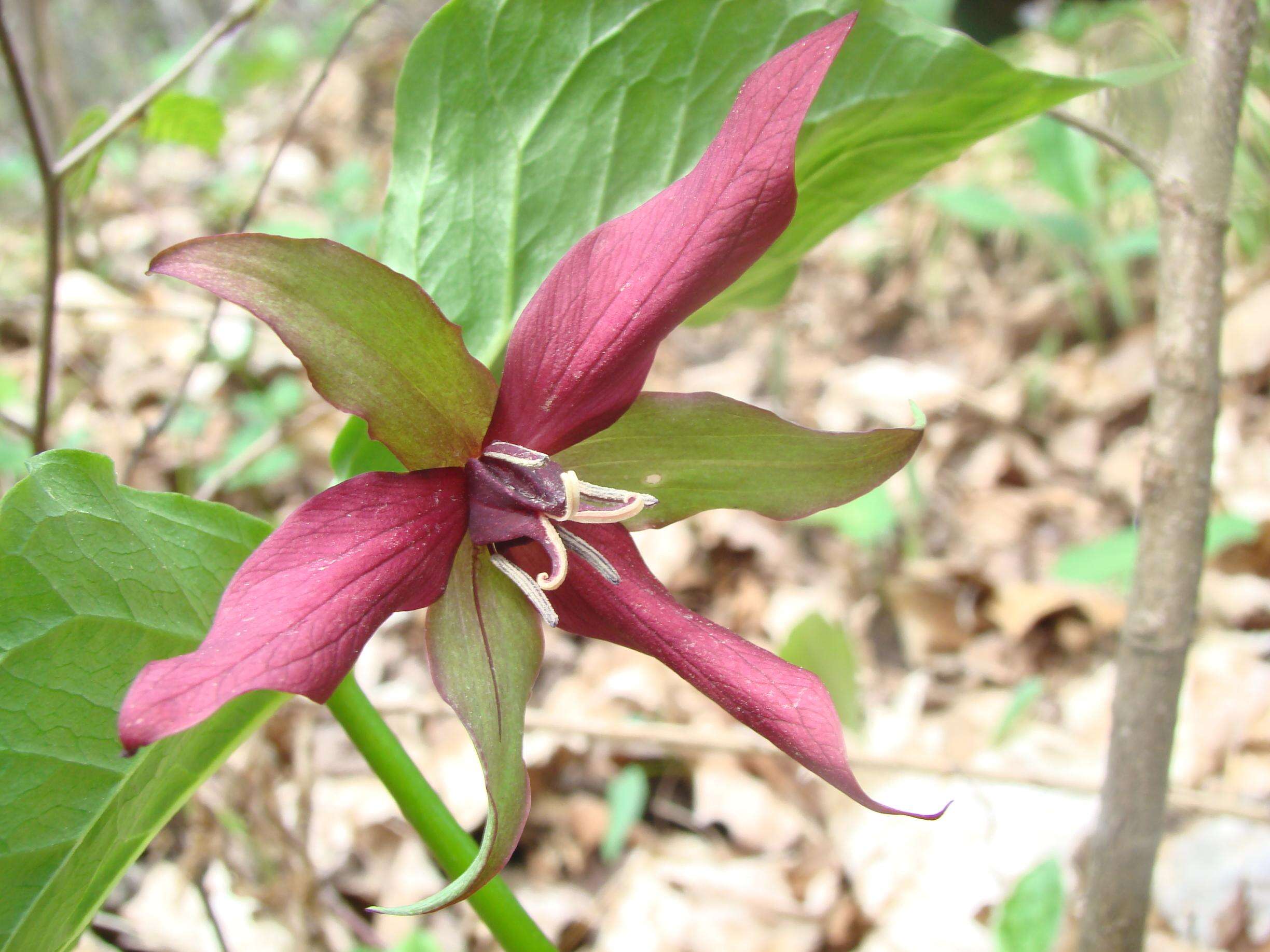 Image of red trillium