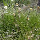 Image of Dasypogon bromeliifolius R. Br.