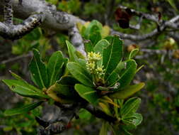 Image of Indaba tree