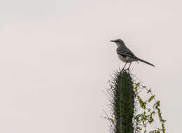 Image of Tropical Mockingbird