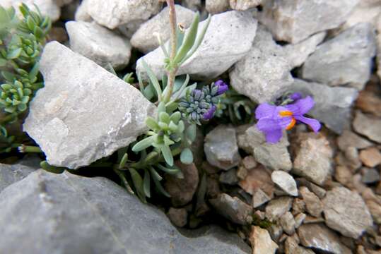 Image of Alpine toadflax