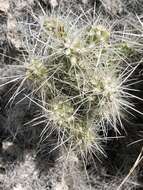 Слика од Cylindropuntia multigeniculata (Clokey) Backeb.