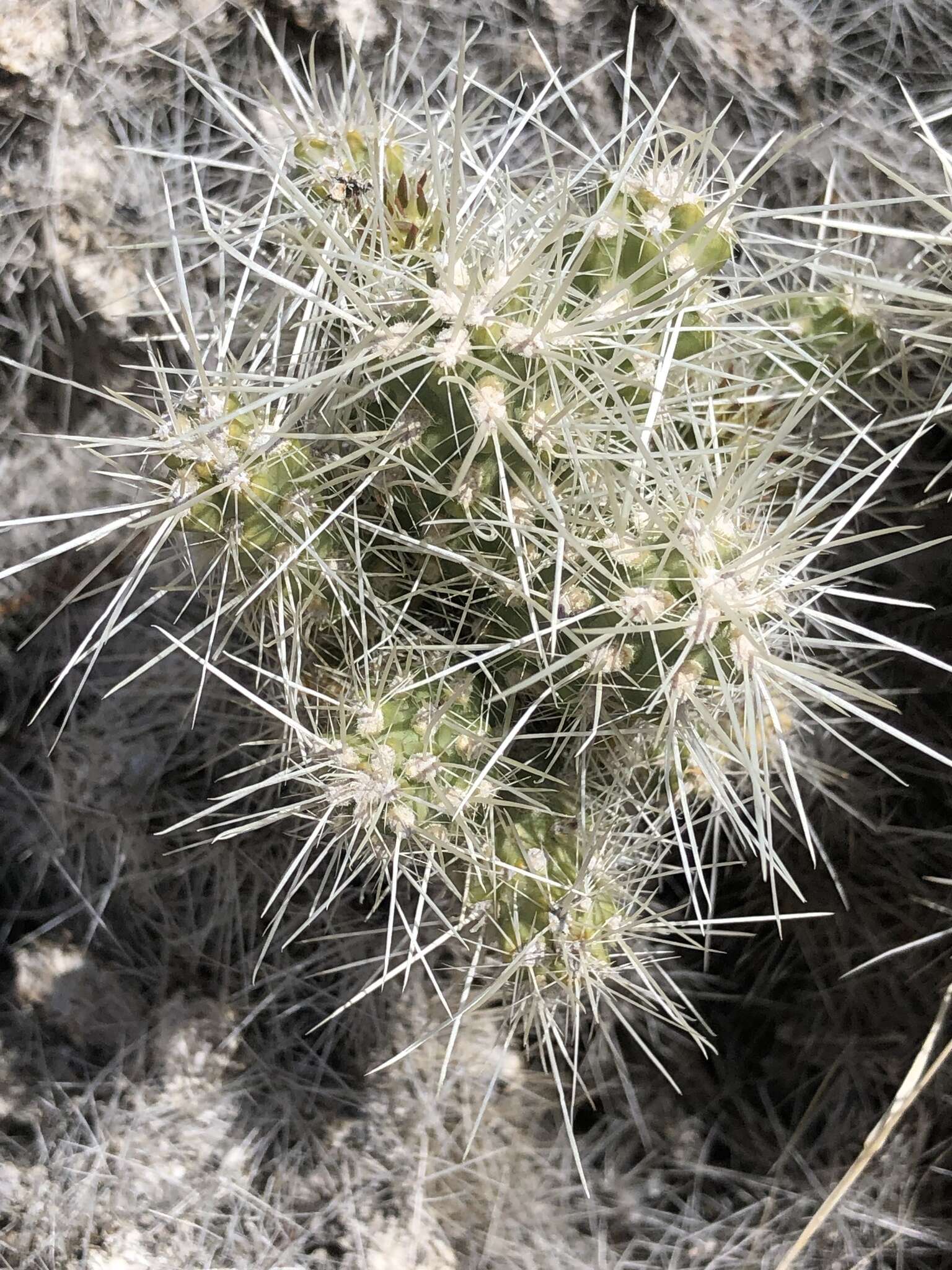 Слика од Cylindropuntia multigeniculata (Clokey) Backeb.