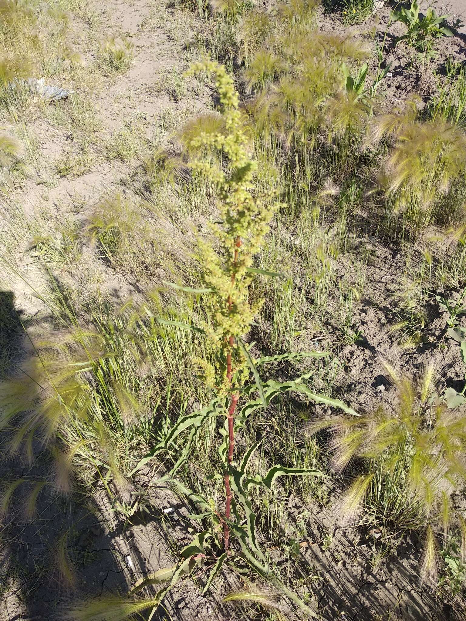 Imagem de Rumex pseudonatronatus (Borb.) Borb. ex Murb.