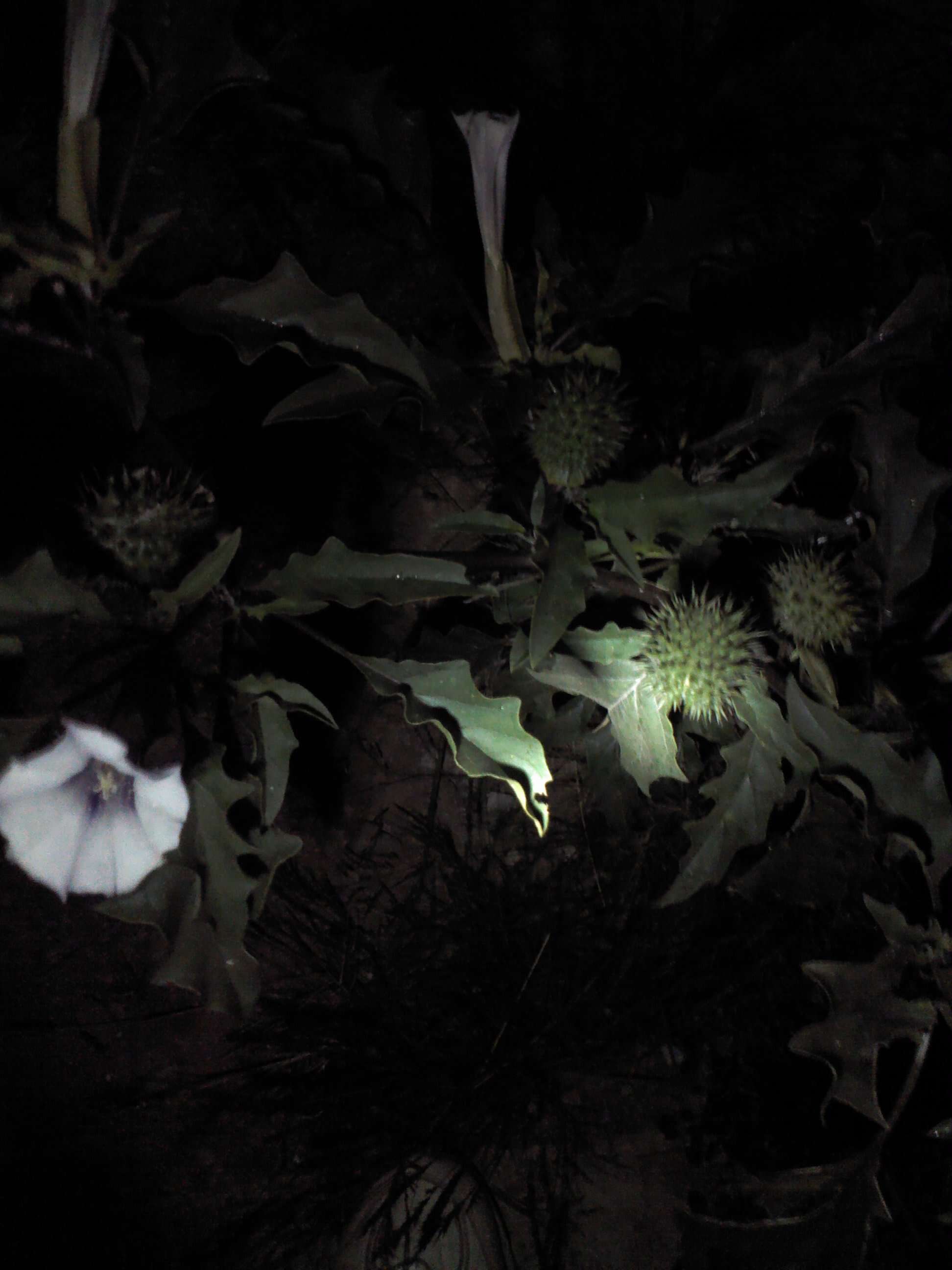 Image de Datura ferox L.