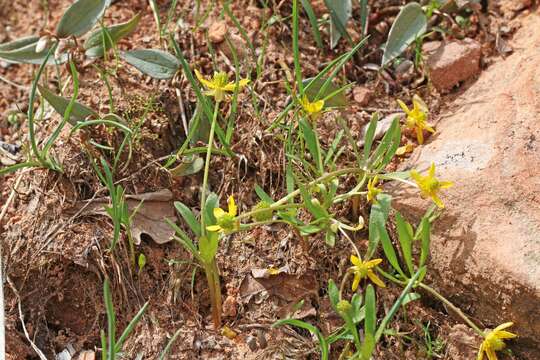 Image of Utah buttercup