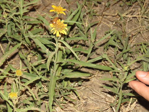 Image de Pascalia glauca Ortega