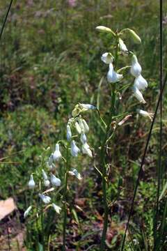 Image of Ornithogalum candicans (Baker) J. C. Manning & Goldblatt