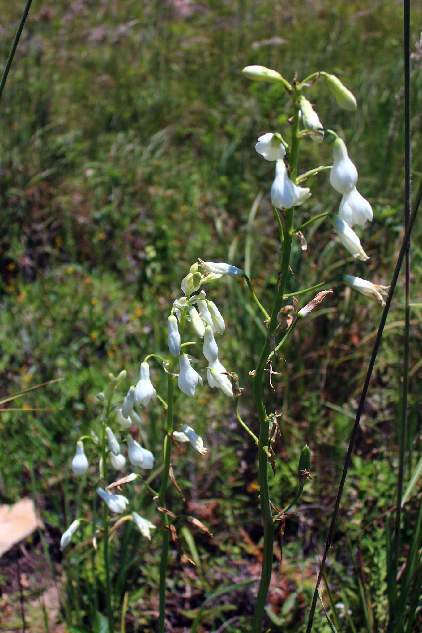 Image of Common berg lily