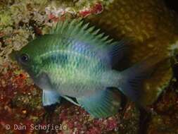 Image of Staghorn damsel