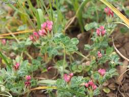 Plancia ëd Trifolium pauciflorum d'Urv.