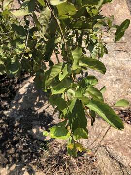 Image of Red bushwillow