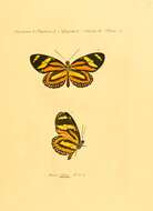 Image of Tiger Mimic-Queen