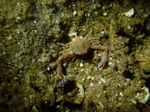 Image of smooth nut crab