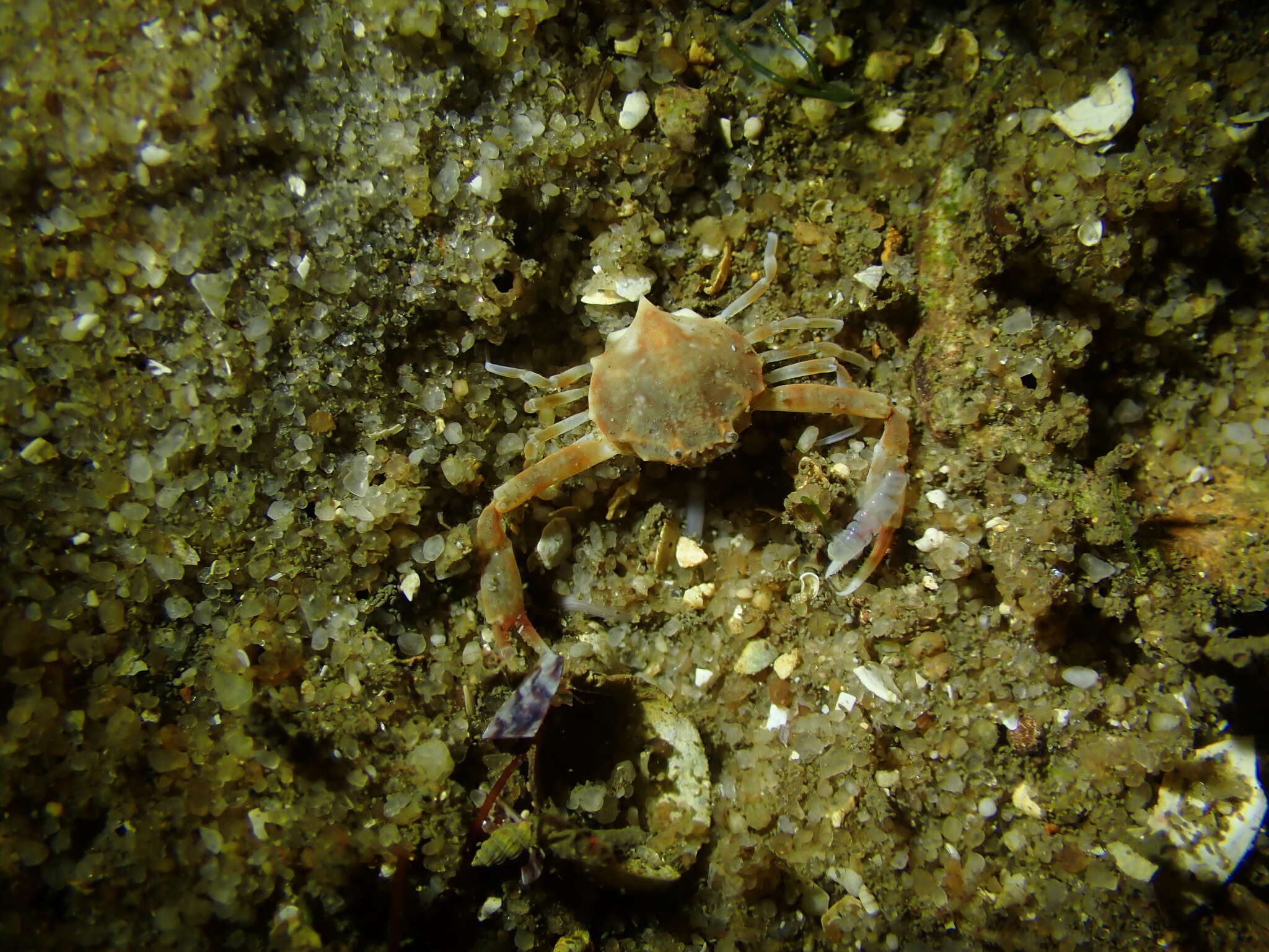 Image of smooth nut crab