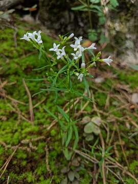 Image of longleaf summer bluet