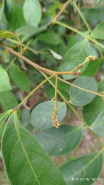 Image of Guioa pleuropteris (Bl.) Radlk.