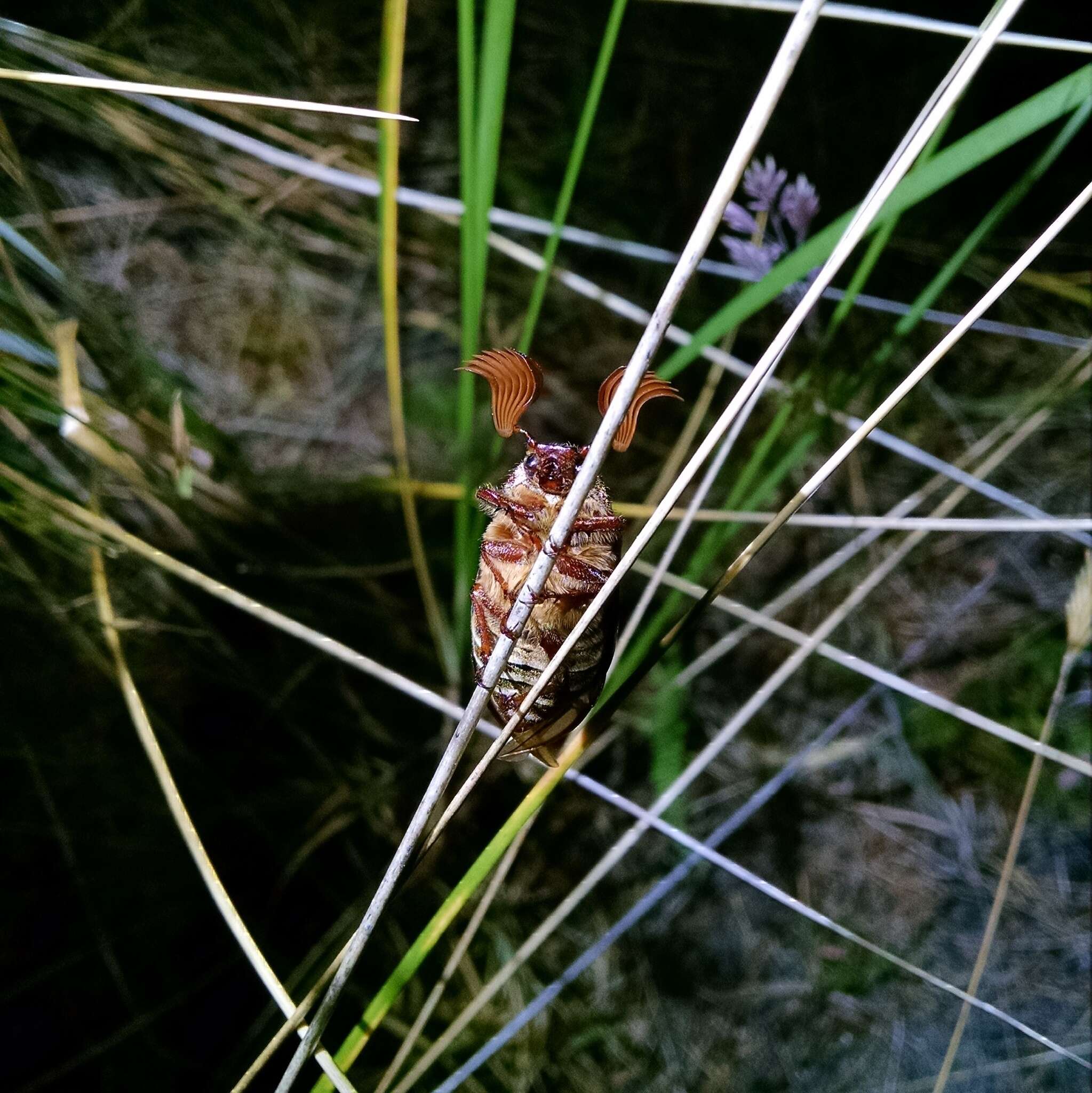 Image of Ten-lined June Beetle