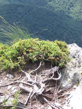 Image of Common Juniper