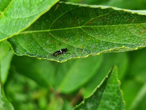 Planuncus (Planuncus) vinzi (Maurel 2012)的圖片