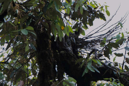 Image of Fulvous-breasted Woodpecker