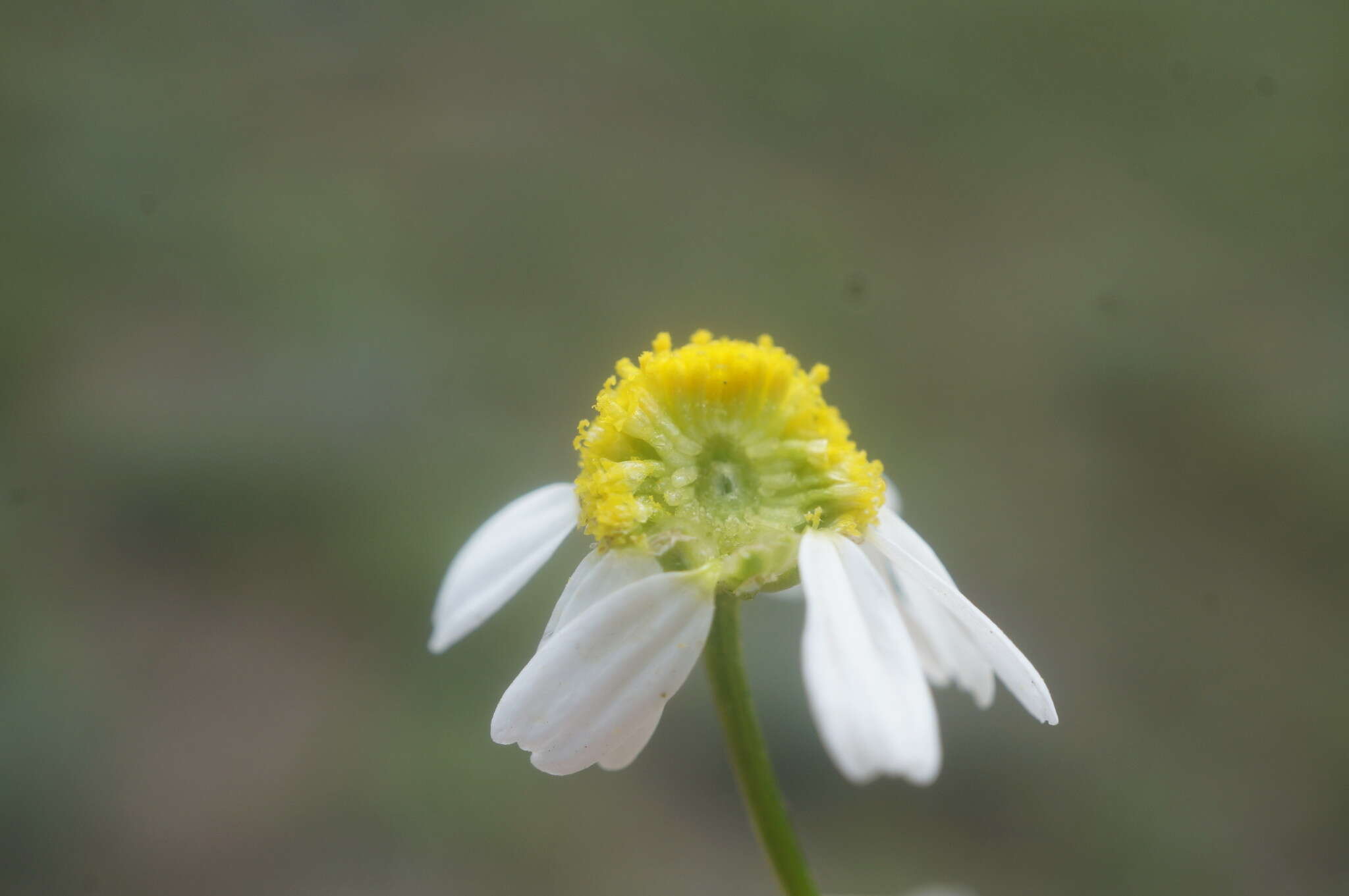 Image of Matricaria tzvelevii Pobed.