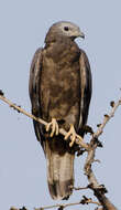 Image of Crested Honey Buzzard