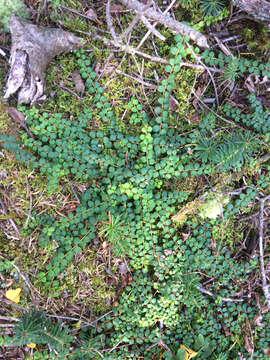 Image of creeping snowberry