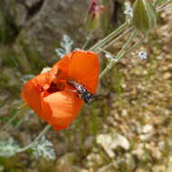 Image of Andrena sphaeralceae Linsley 1939