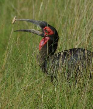 Image of Southern Ground Hornbill