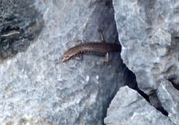 Image of Northern Barsided Skink