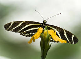 Image of Zebra Longwing