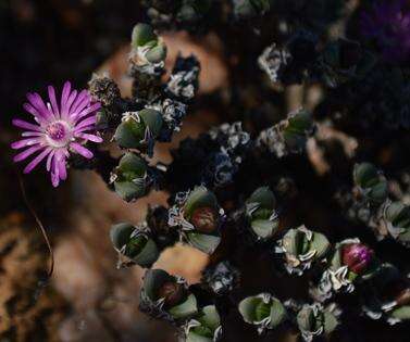 Image of Antimima papillata (L. Bol.) H. E. K. Hartmann