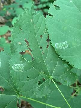 Phyllonorycter lucetiella (Clemens 1859)的圖片