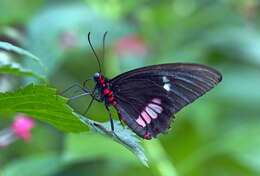 Image de Papilio anchisiades Esper 1788