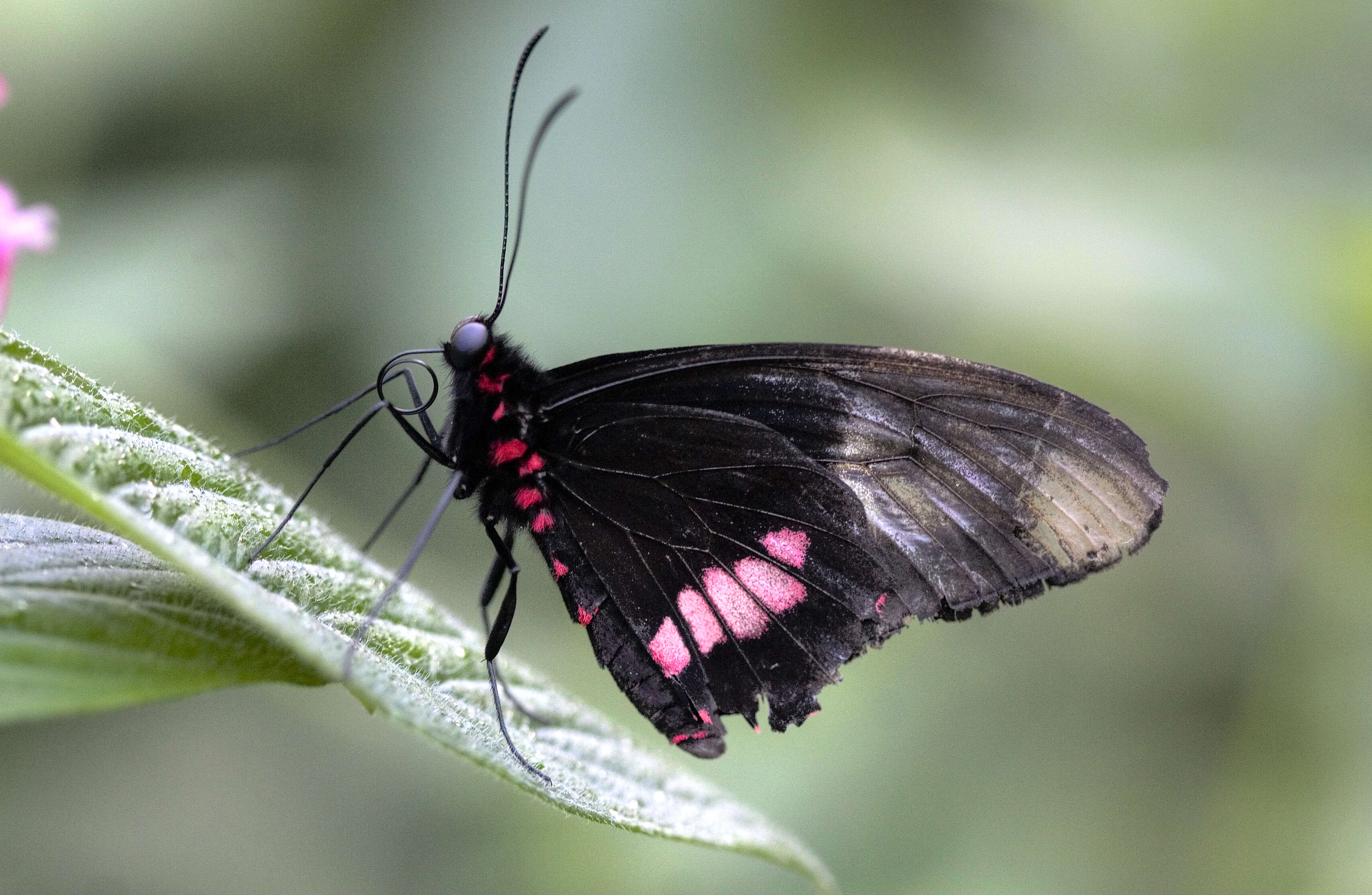 Image de Papilio anchisiades Esper 1788