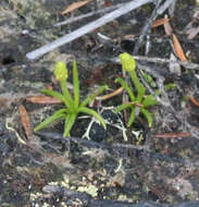 Image of Phylloglossum