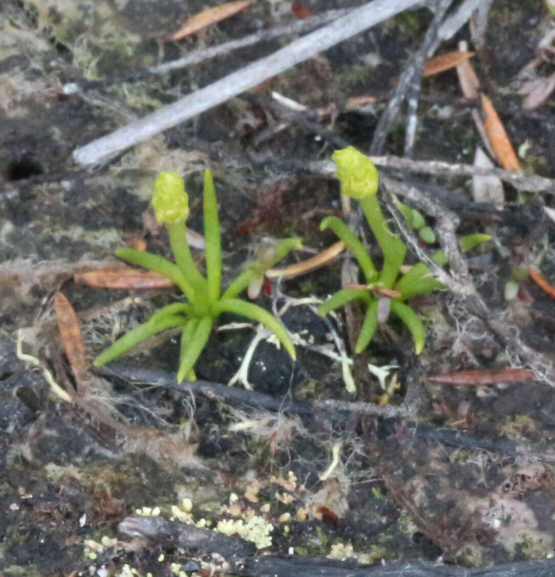 Image of Phylloglossum