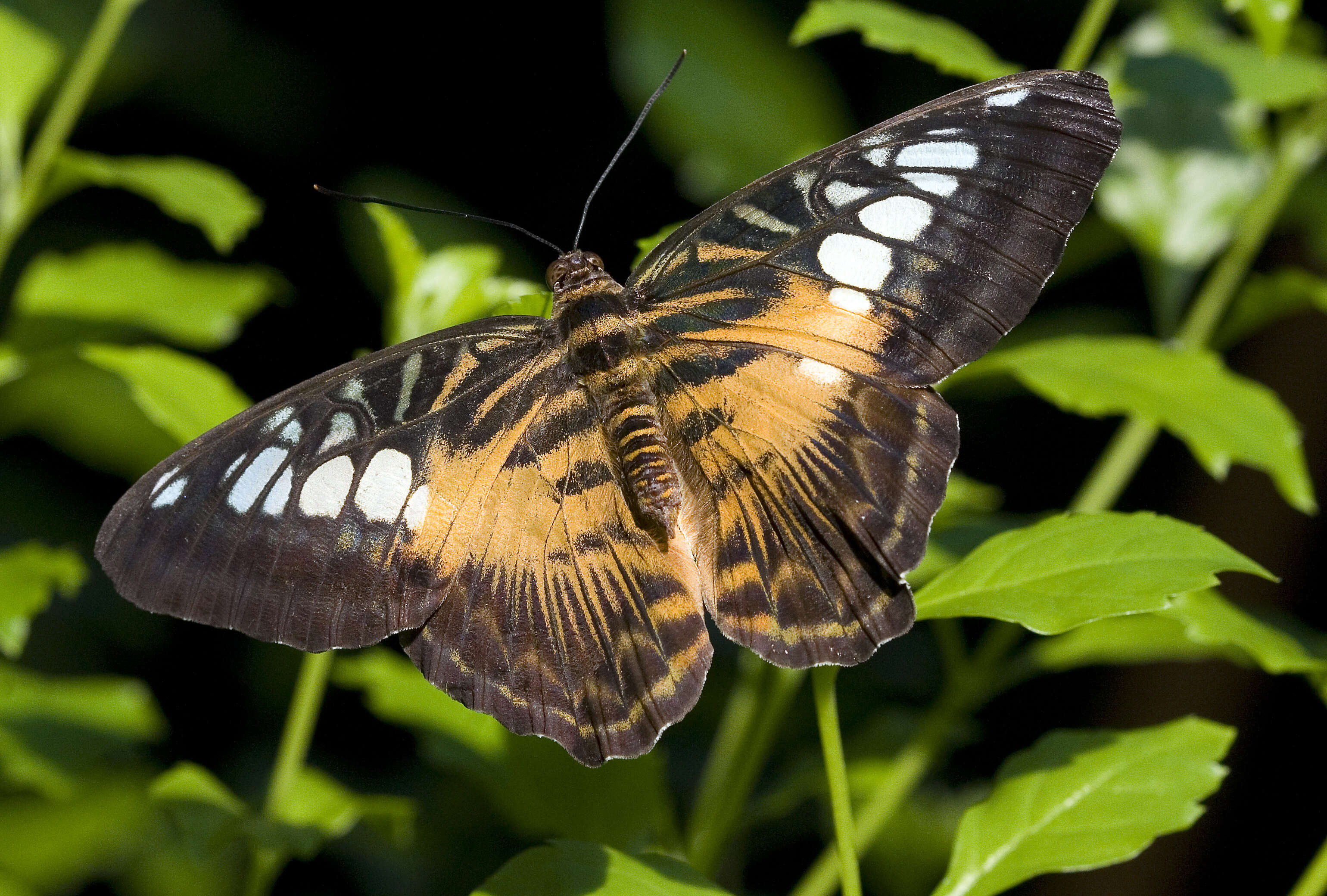 Imagem de Parthenos sylvia