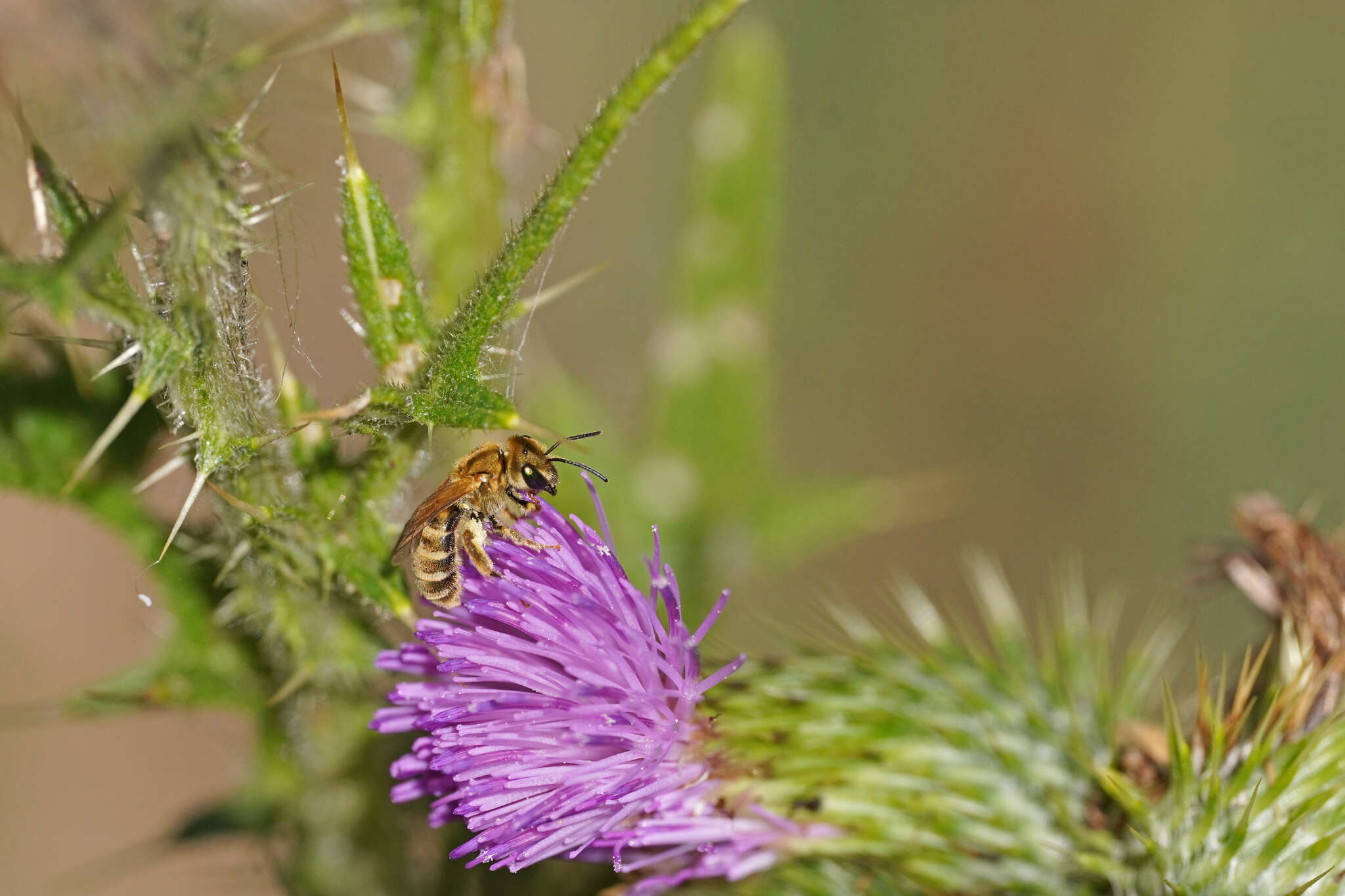 Image of Halictus subauratus (Rossi 1792)