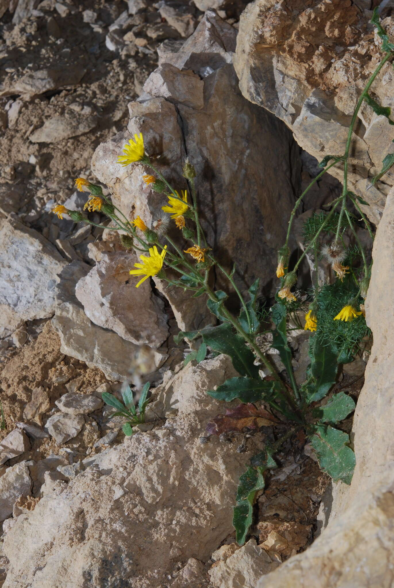 Image of Hieracium amplexicaule subsp. amplexicaule