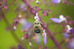 Sivun Amegilla cingulata (Fabricius 1775) kuva