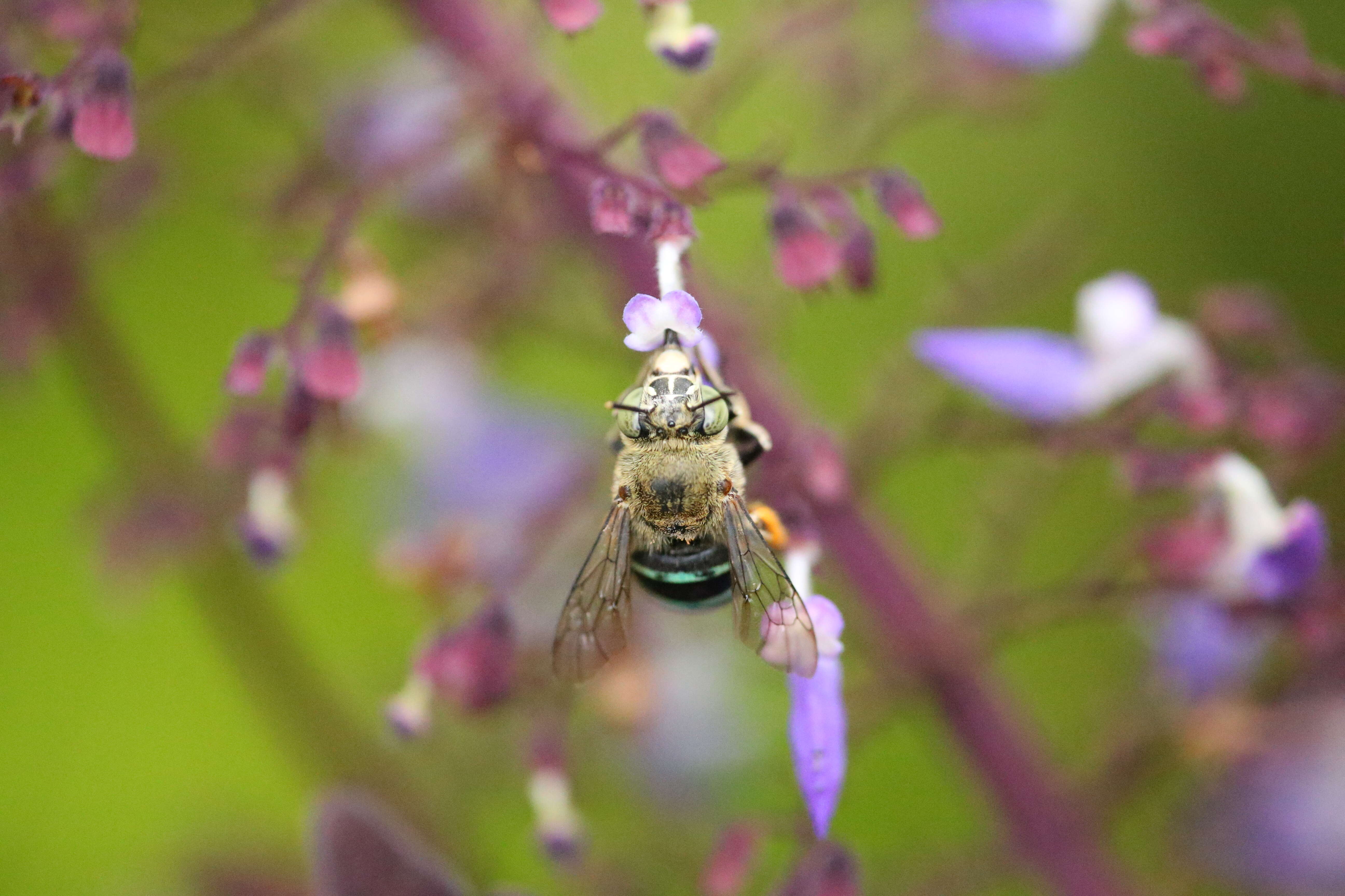 Sivun Amegilla cingulata (Fabricius 1775) kuva