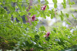 Image of purple allamanda