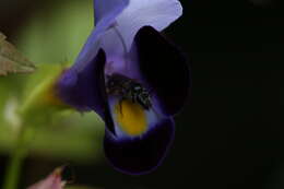 Image de Torenia fournieri Linden ex E. Fourn.