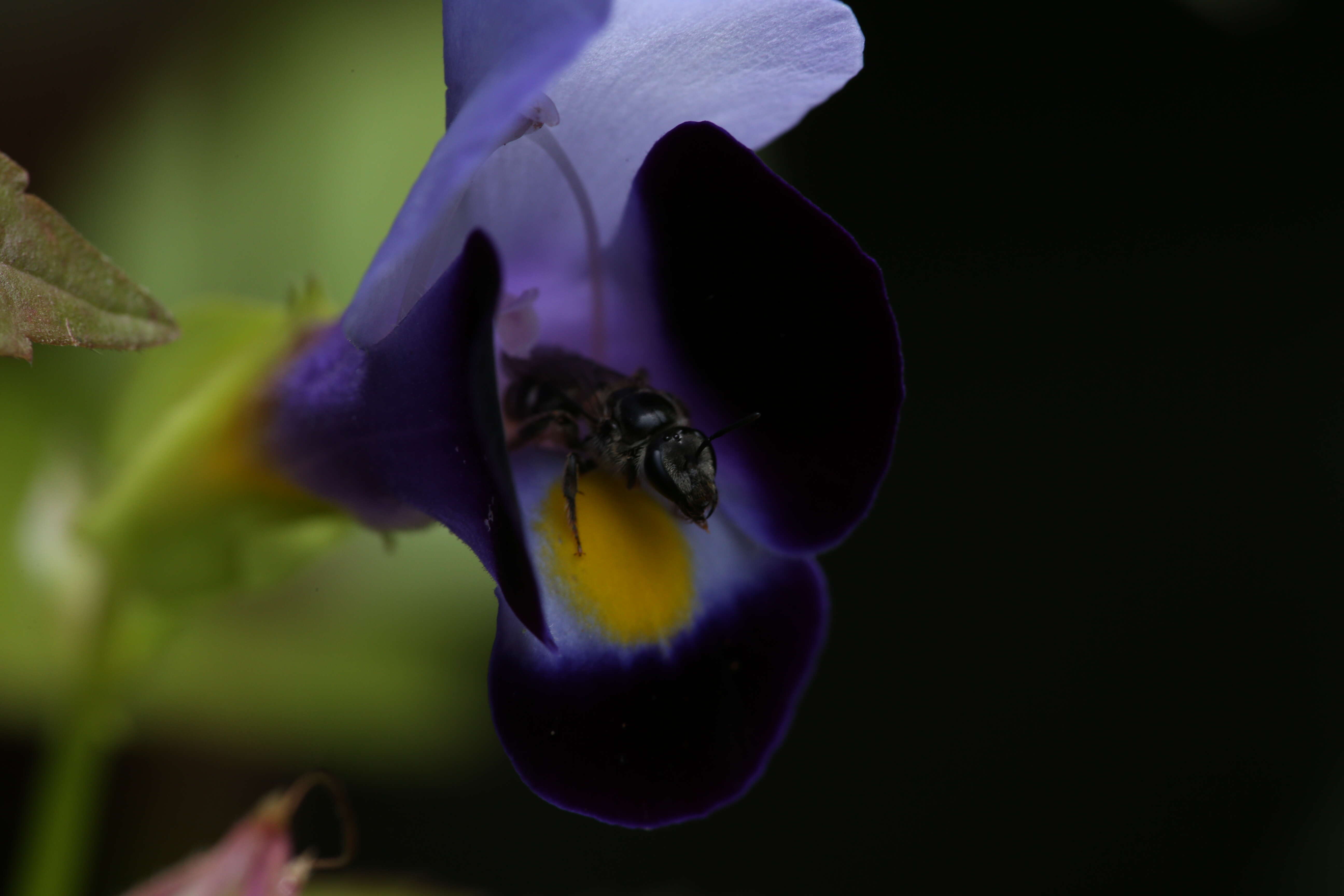 Image de Torenia fournieri Linden ex E. Fourn.