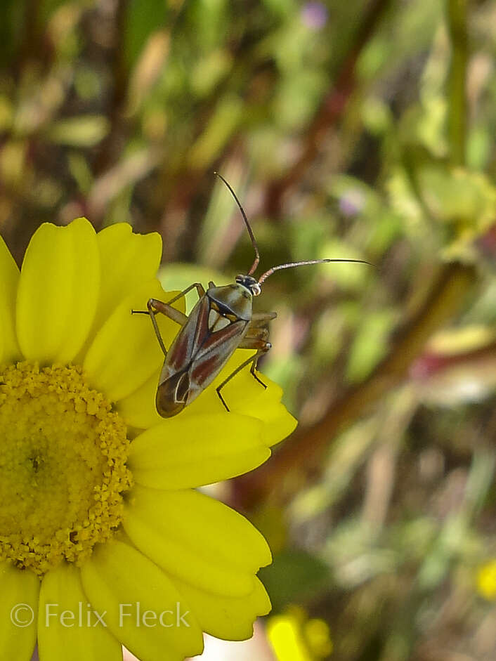 Image of Calocoris roseomaculatus (De Geer 1773)