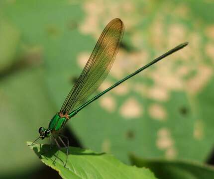 Imagem de Vestalis gracilis (Rambur 1842)