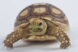Image of spurred tortoise