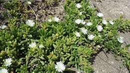 Image of Delosperma hollandii L. Bol.